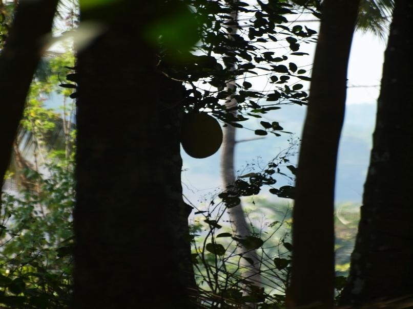 Chedi Spring Valley Hotel Athirappilly Exterior foto